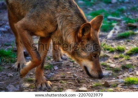Wolf in Sierra de la Culebra. Zamora,Spain