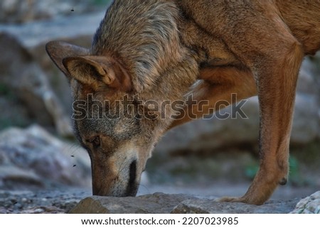 Wolf in Sierra de la Culebra. Zamora,Spain