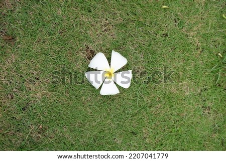 white frangipani flowers on green grass background