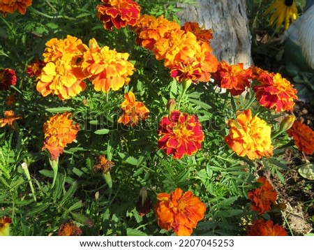 beautiful photo of orange and burgundy marigolds with lots of petals in the autumn garden in the afternoon