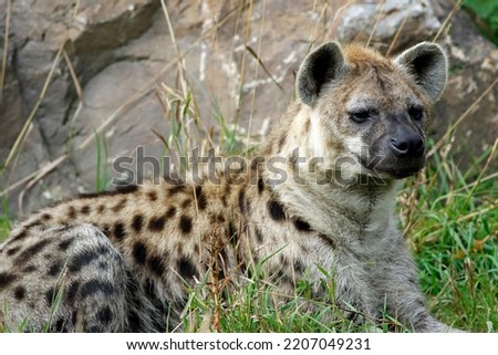 A hyena in a field