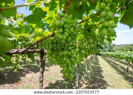 Grapevine full of bunches of green grapes, beginning maturation. Sao Roque, Sao Paulo state, Brazil