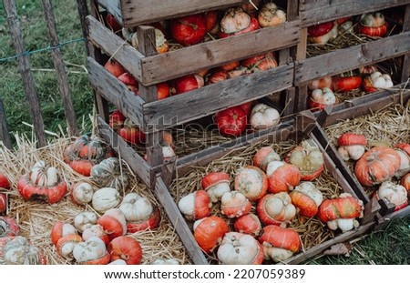 variety of pumpkins on hay background, autumn harvest, halloween concept