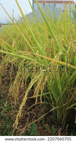 Rice field. Closeup of yellow paddy rice field with golden sun rising in autumn. Royalty high-quality free stock image of beautiful close up of organic rice fields or paddy field prepare the harvest