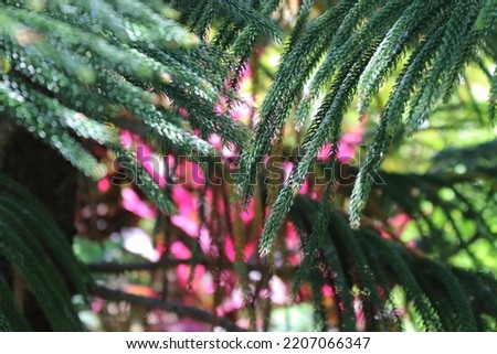 The unique green spruce leaves look beautiful on a blurred pink background