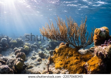 Coral Reef in Turks and Caicos