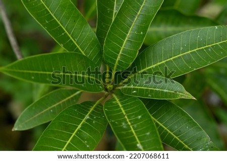 Mango tree leaf arrangement background