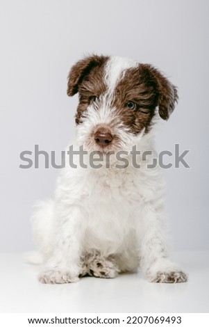 Portrait of a funny Fox Terrier puppy on white background