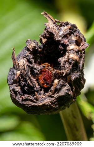 A close up of an earwig making its home within a dead poppy flower bud.