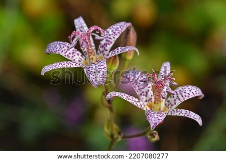 Tricyrtis hirta, the toad lily or hairy toad lily