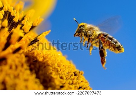 A bee flies over a sunflower, pollinates and collects honey Royalty-Free Stock Photo #2207097473