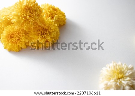 Marigold yellow flowers isolated on white background, creative flat lay, copy space. Chinese mid autumn festival concept with marigolds.