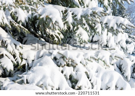 fir tree branches with snow