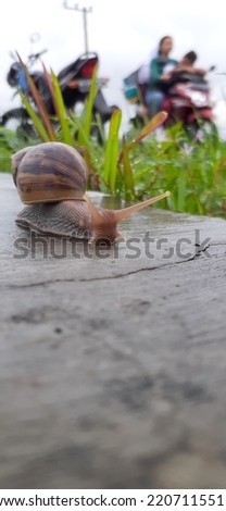 Snail is the common name given to members of the mollusk class Gastropod. Helix pomatia, a species of land snail. Royalty-Free Stock Photo #2207115515