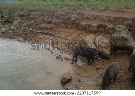 cute pigs are  playing around in the Zengwen Reservoir