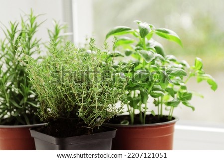fresh herbs in garden pots on the windowsill