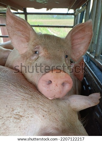 Picture of a pig being caught in a car preparing to go to the slaughterhouse.
