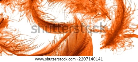 orange duck feathers on a white isolated background