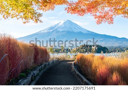 Mt. Fuji is located in Yamanashi Prefecture,Japan.In autumn, Maple leaf and kochia turn into red leaves. Royalty-Free Stock Photo #2207175691