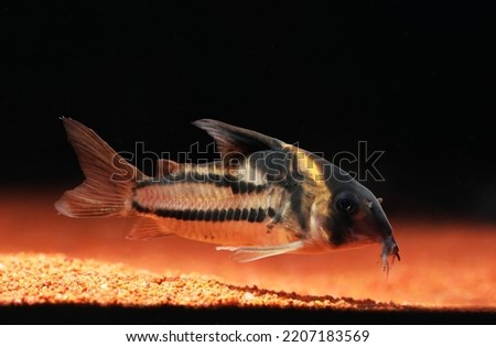 Super Parallelus Cory catfish in aquarium Royalty-Free Stock Photo #2207183569