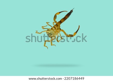 Brown Scorpion falling in the air isolated on turquoise background.