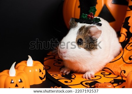 A white guinea pig sits near a pumpkin and a witch hat on a black background. Pets celebrate Halloween