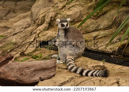 Picture of lemur captured in parque de las ciencias, granada spain