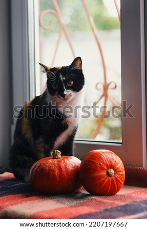 A tricolor domestic cat sits on a checkered red blanket next to orange pumpkins against the background of a window.