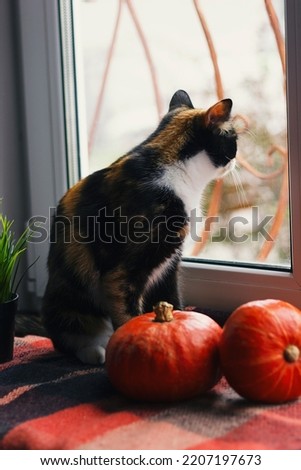 A tricolor domestic cat sits on a checkered red blanket next to orange pumpkins against the background of a window.