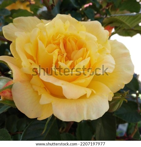 Rose Blossom Sun Maid Petal Yellow