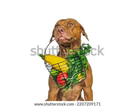 Pretty, lovable brown puppy and small basket of fresh vegetables. Closeup, indoors. Studio photo. Pet care. Concept of delicious and healthy food