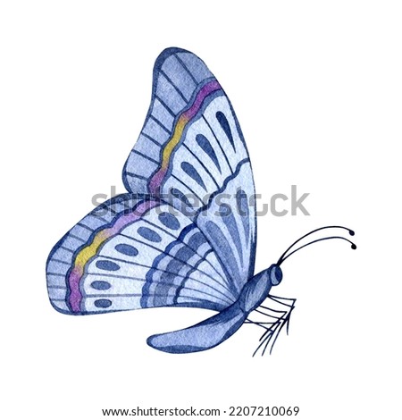 Watercolor butterfly clip art isolated on white background. Hand drawn insect illustration.