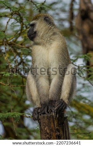 Monkey sitting on a branch in Africa
