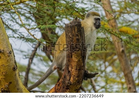 Monkey sitting on a branch in Africa