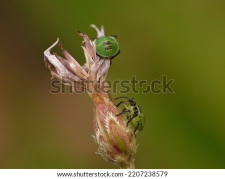 grenn Stinkbug bug in the garden. taken in the UK