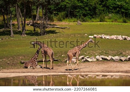 Three reticulated giraffe ( Giraffa camelopardalis reticulata ) standing next to small lake, meadow and trees background