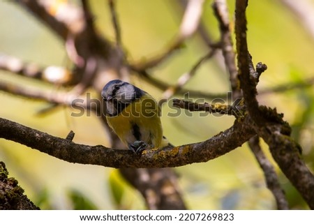 Eurasian blue tit eating a seed of  turpentine tree. Cyanistes caeruleus.