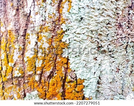 White and yellow tree bark texture on nature background