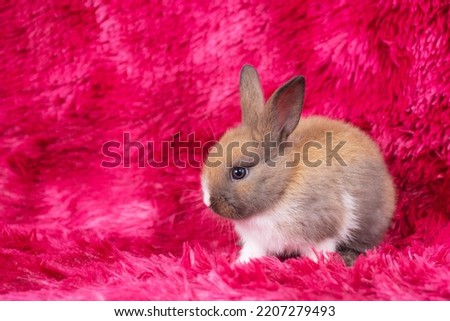 Lovely healthy baby rabbit ear bunny sitting on red background. Little tiny furry brown white infant bunny bright eyes rabbit watching something sitting on carpet red background. Easter animal pet.