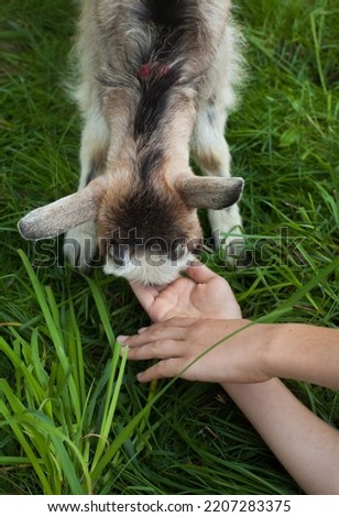 Kid of goat and child's hands. Green summer garden. 