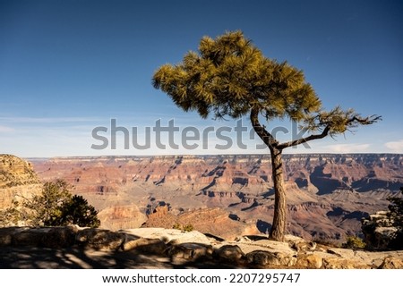 Tree Standing Like an Umbrella On The Edge Of The Grand Canyon's South Rim Royalty-Free Stock Photo #2207295747
