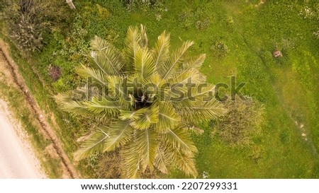 Palm tree in the middle of the field