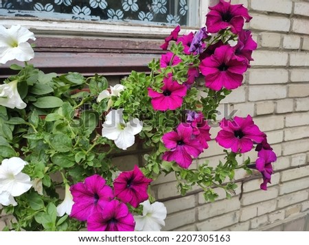 Photo of beautiful flowers in a flowerbed in Ukraine. Green grass. Flowerbed. City. Decorative elements. Pink, white colors,