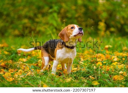 Beagle dog walking on the grass covered with fallen leaves in the autumn park 