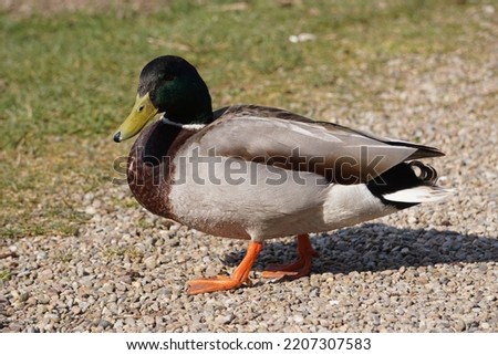 waddling cute male Duck (outside) Royalty-Free Stock Photo #2207307583