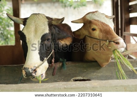 two cows eating grass in the barn
