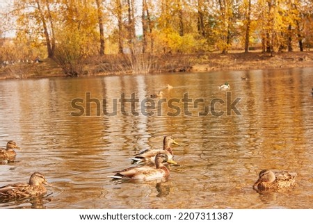 Two mallard ducks on a water in dark pond with floating autumn or fall leaves, top view. Beautiful fall nature . Autumn october season animal, landscape background. Royalty-Free Stock Photo #2207311387