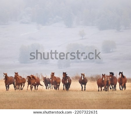 horses running across the steppe, dynamic freedom herd Royalty-Free Stock Photo #2207322631