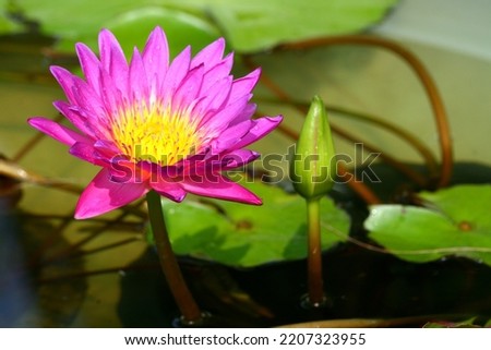 This picture is a lotus flower.
