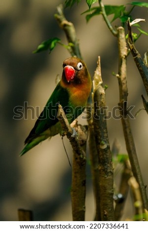 Lovebird in branch tree stock photo.